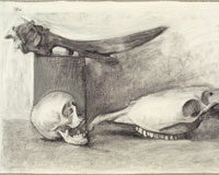 skulls