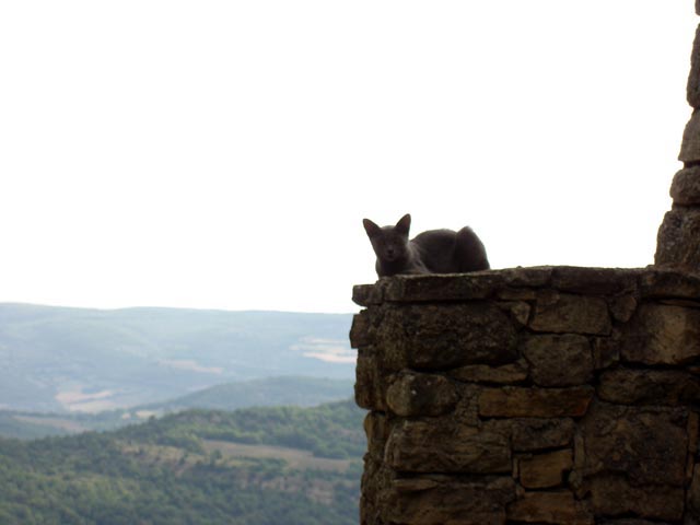 NOT A GARGOYLE