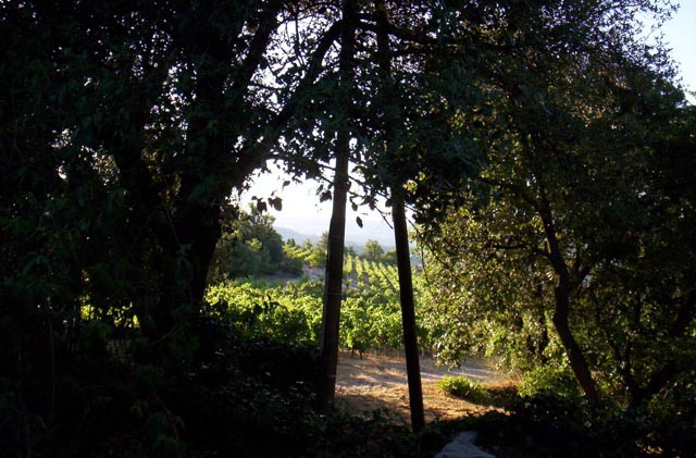 THE VINEYARD from the HOUSE