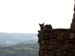 NOT A GARGOYLE