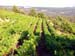 our vineyard